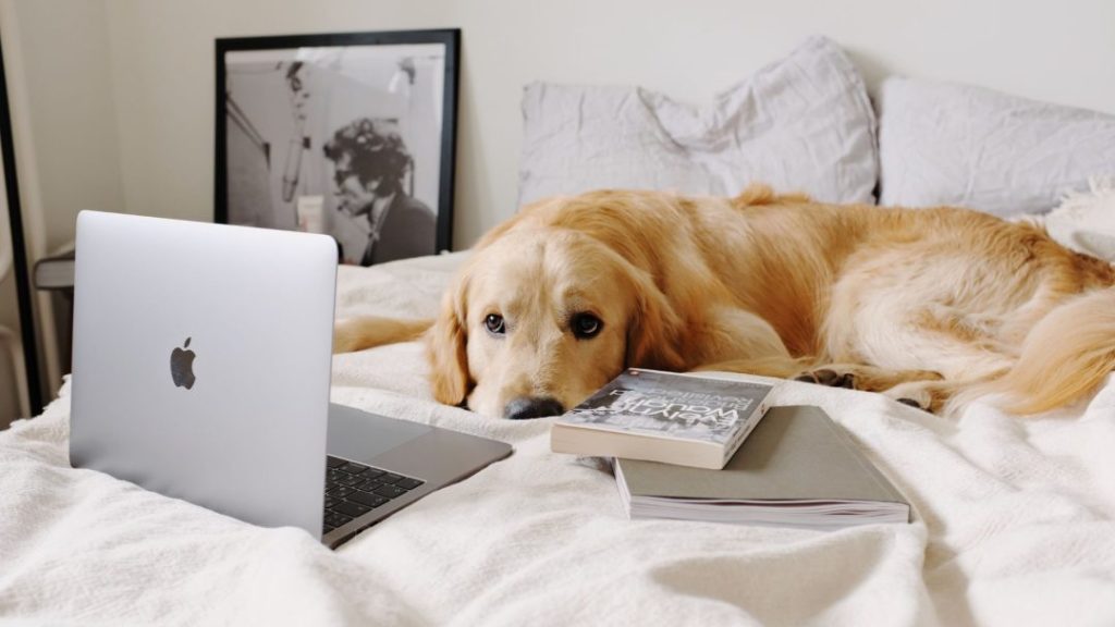 dog on a bed with a laptop in front of it