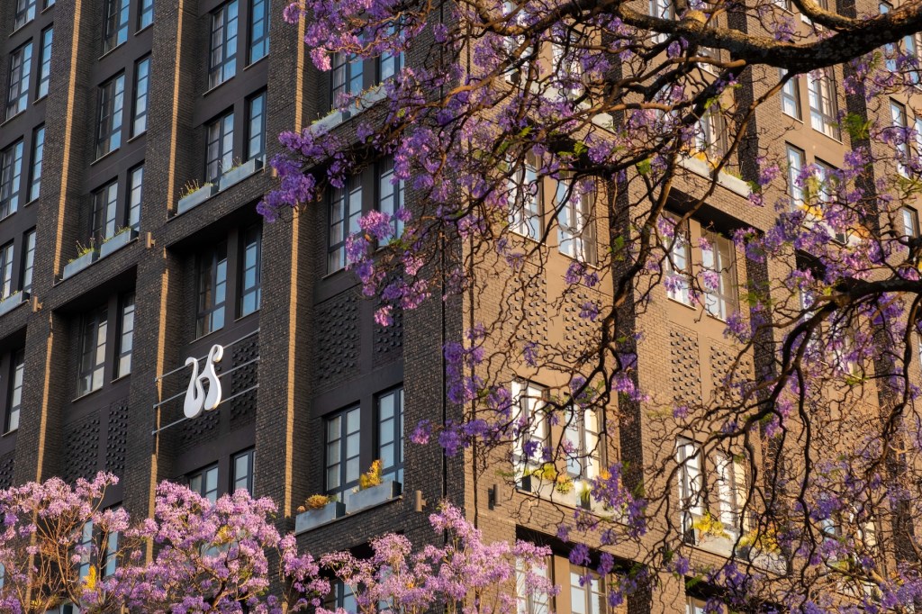Une vue en angle de l'extérieur de l'hôtel Hyde Johannesburg, mettant en valeur la maçonnerie sombre texturée et les fenêtres sur plusieurs étages. Au premier plan, les fleurs violettes du jacaranda sont en pleine floraison et masquent partiellement le bâtiment, créant ainsi une atmosphère chaleureuse et saisonnière au coucher du soleil.