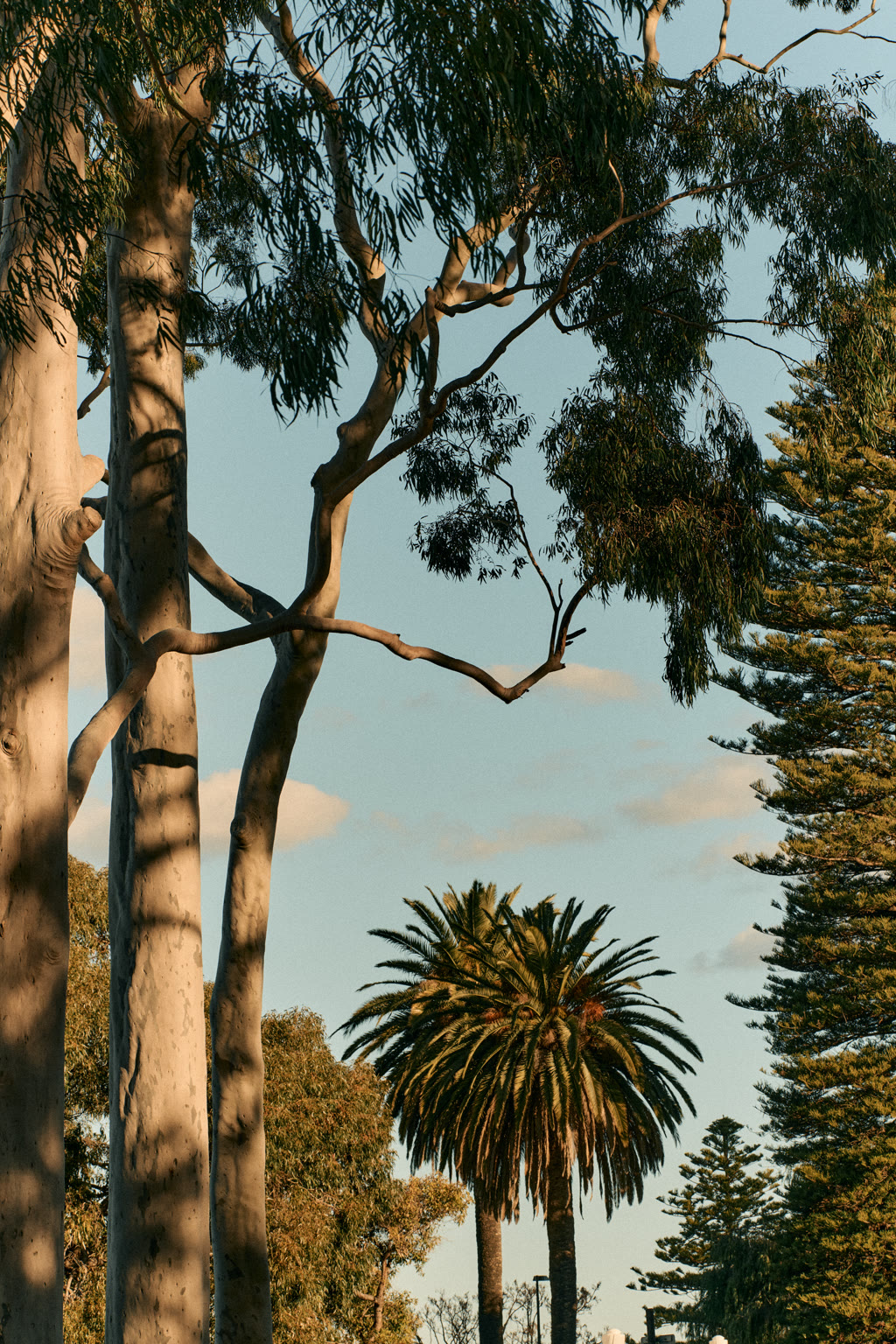 image looking up at trees and the sky, showing Hyde Perth neighbourhood