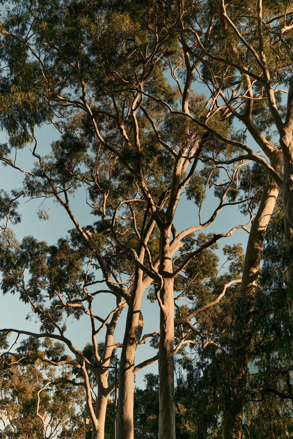 image looking up at trees and the sky, showing Hyde Perth neighbourhood